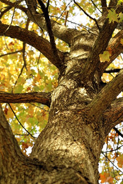 A Taste of Fall