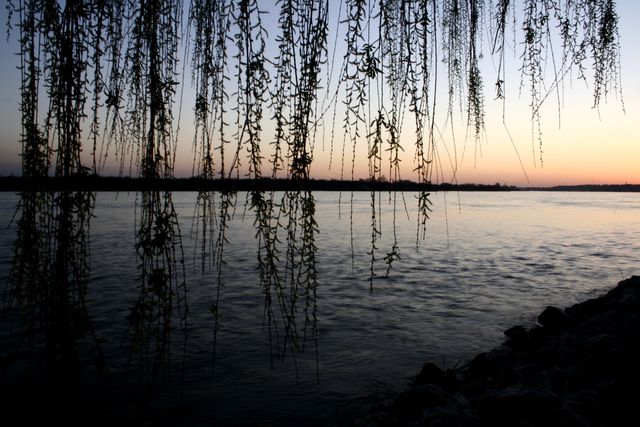 Beneath the Willow Tree