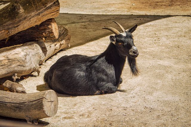 Black Phil