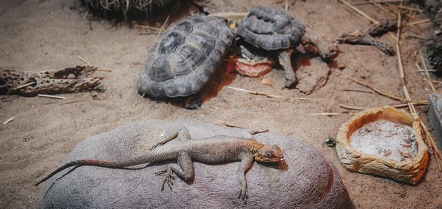 Cool-Ass Lizard