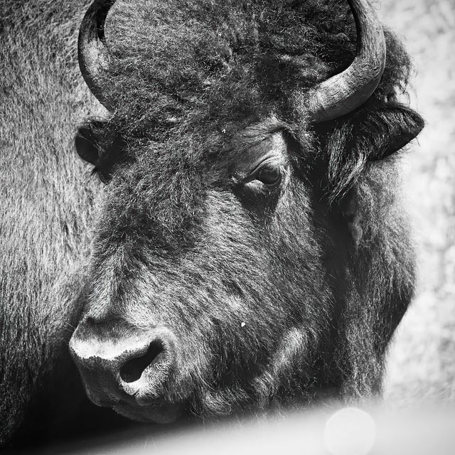 Custer Buffalo (I)