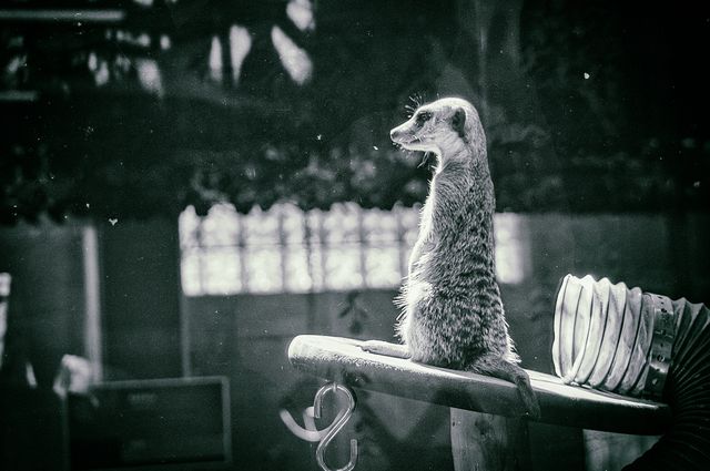 Meerkat at Niabi