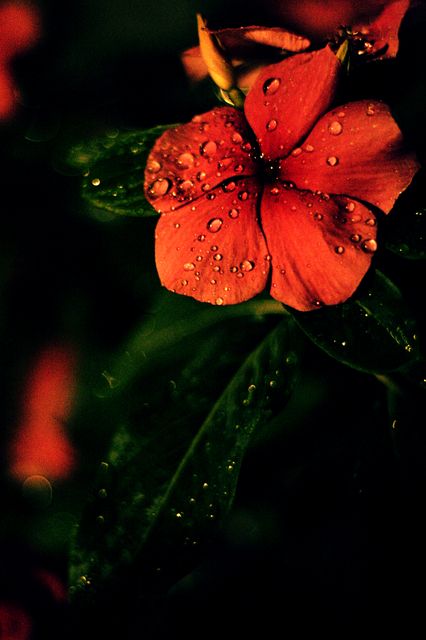 Raindrops on the Velvet Petal