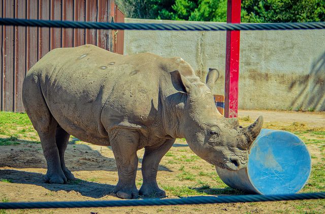 Rhino