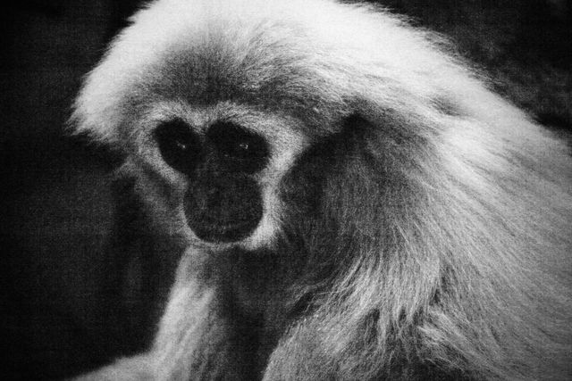 Sad Monkey