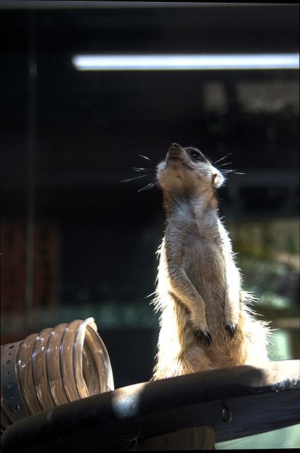Savanna Watch (Zoo Archival)