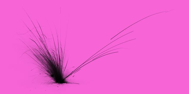 The Peacock