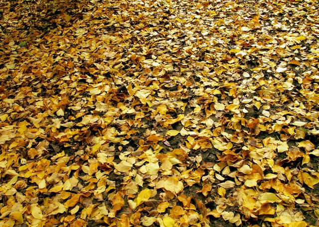 Yellow Leaves
